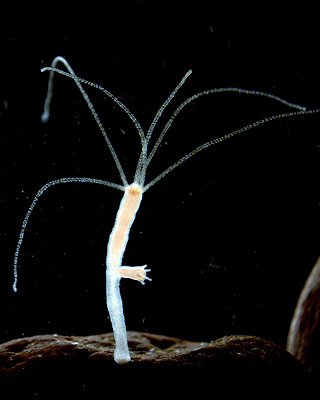 Süßwasserpolyp Hydra